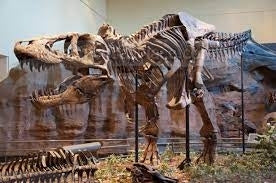 Tyrannosaurus Rex Skeleton Edible Cake Topper Image ABPID54017