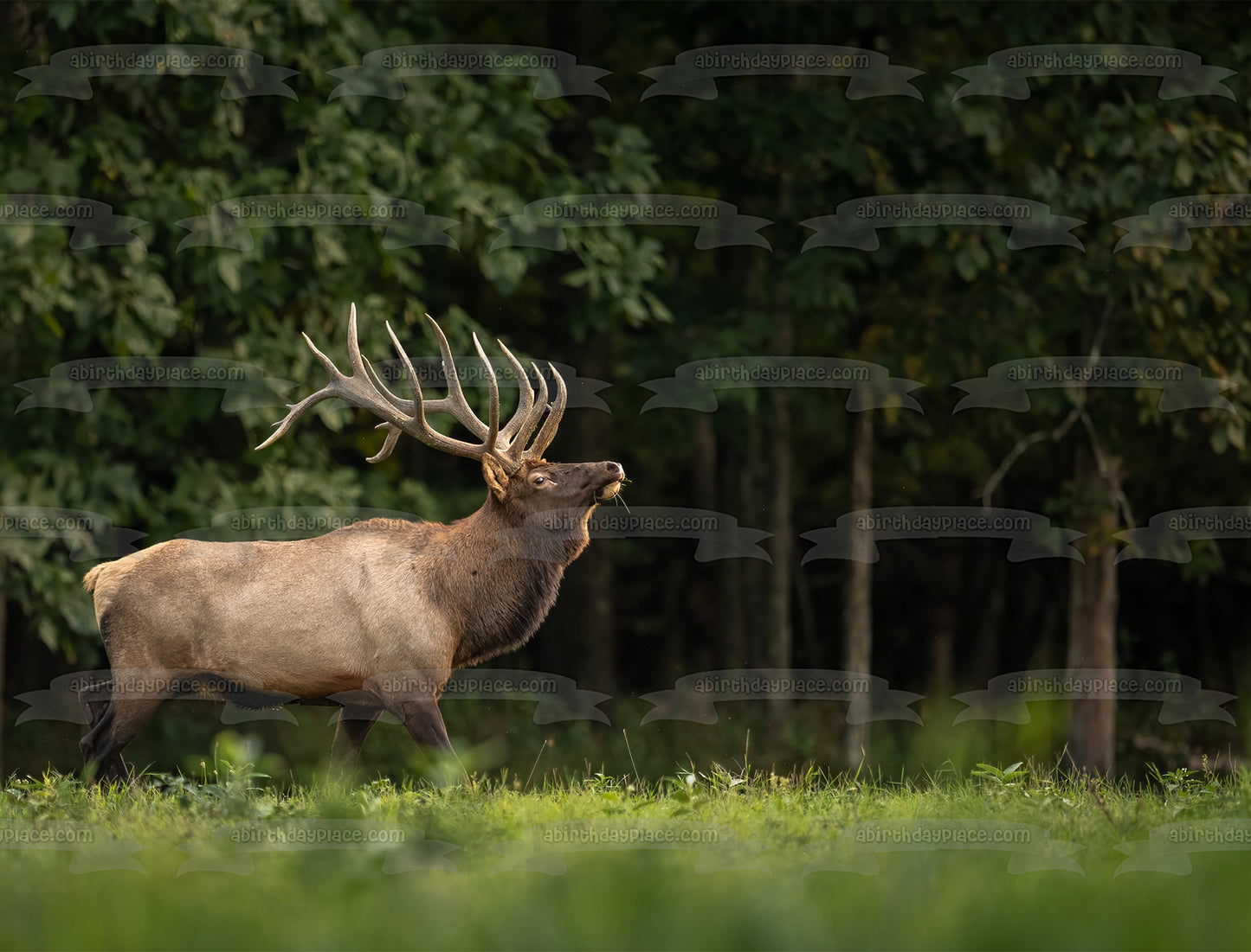 Imagen comestible para decoración de tarta con alce majestuoso en el bosque ABPID57718 